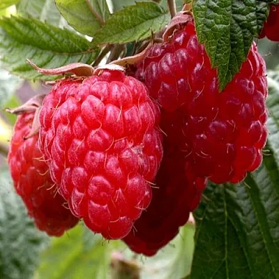 Малина КВЕЛЛИ  Малина КВЕЛЛИ в Новосибирске