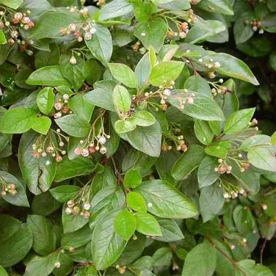 Кизильник блестящий — описание сорта Кизильник блестящий в Новосибирске