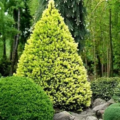 Ель РЕЙНБОУЗ ЭНД сизая в Новосибирске