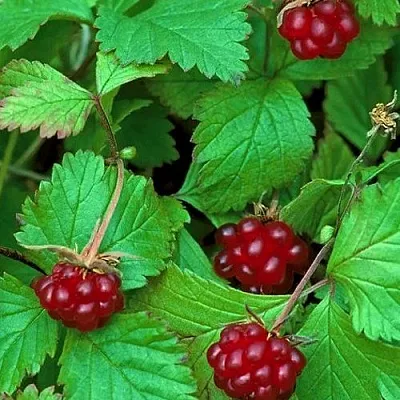 Княженика АУРА в Новосибирске