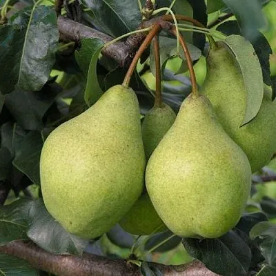 Груша ОРЛОВСКАЯ ЛЕТНЯЯ в Новосибирске