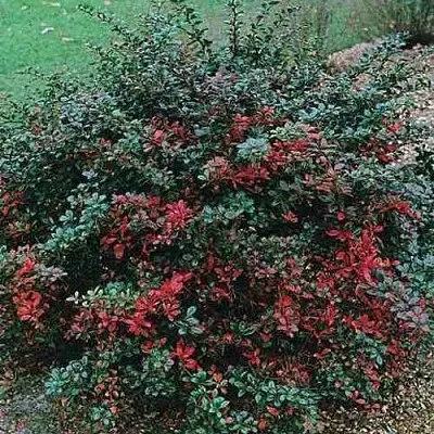 Барбарис РЕД ДЖЕВЕЛ средний   Барбарис РЕД ДЖЕВЕЛ средний  в Новосибирске
