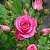 Саженцы роз ЛАВЛИ ЛИДИЯ спрей в Новосибирске