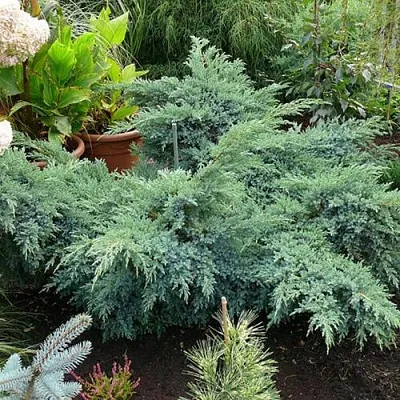 Можжевельник БЛЮ ШВЕД (СВИД) чешуйчатый в Новосибирске