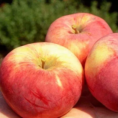 Яблоня ОРЛОВИМ в Новосибирске