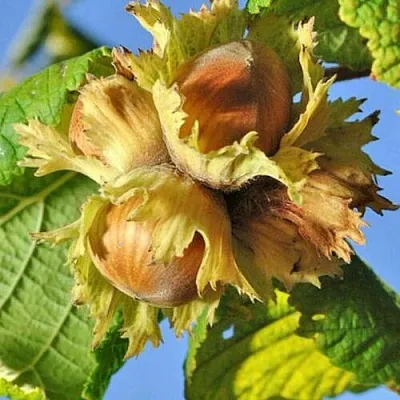 Фундук ТОНДА РОМАНА  Фундук ТОНДА РОМАНА в Новосибирске