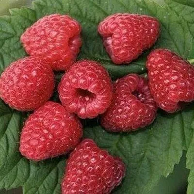 Малина ЗЮГАНА  Малина ЗЮГАНА в Новосибирске