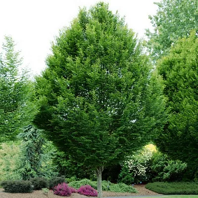 Граб Граб в Новосибирске