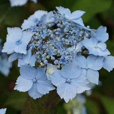 Гортензия БЛЮ ДЕКЛ пильчатая  Гортензия БЛЮ ДЕКЛ пильчатая в Новосибирске