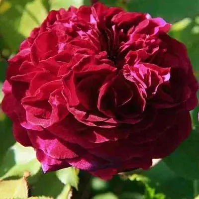 Саженцы роз ДИНО ДЕ ЛАУРЕНТИС шраб в Новосибирске