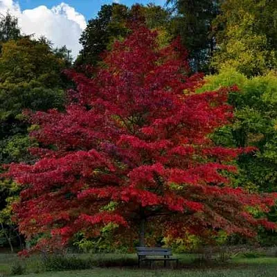 Дуб болотный  Дуб болотный в Новосибирске