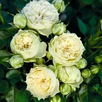 Саженцы роз БЛАНШЕТТ спрей  Саженцы роз БЛАНШЕТТ спрей в Новосибирске