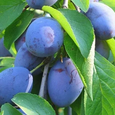 Слива ПЕРДРИГОН  Слива ПЕРДРИГОН в Новосибирске