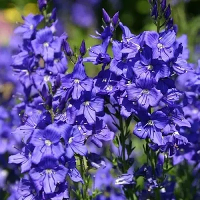 Вероника австрийская  Вероника австрийская в Новосибирске