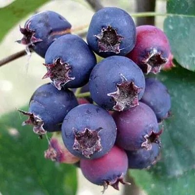 Ирга SLEYT  Ирга SLEYT в Новосибирске