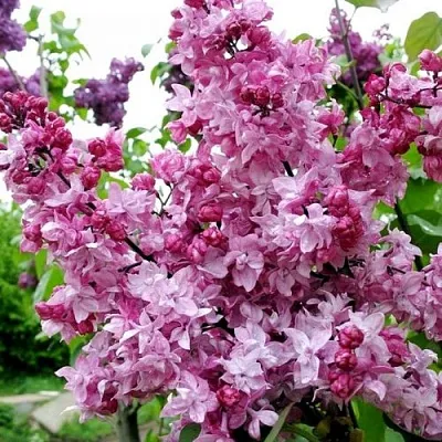 Сирень ОЛИМПИАДА КОЛЕСНИКОВА  Сирень ОЛИМПИАДА КОЛЕСНИКОВА в Новосибирске