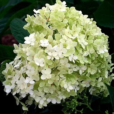 Гортензия СТЕРИЛИС древовидная   Гортензия СТЕРИЛИС древовидная  в Новосибирске