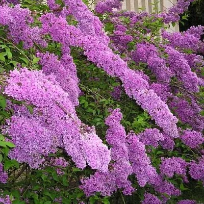 Сирень КИТАЙСКАЯ  Сирень КИТАЙСКАЯ в Новосибирске