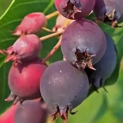 Ирга MANDAN  Ирга MANDAN в Новосибирске