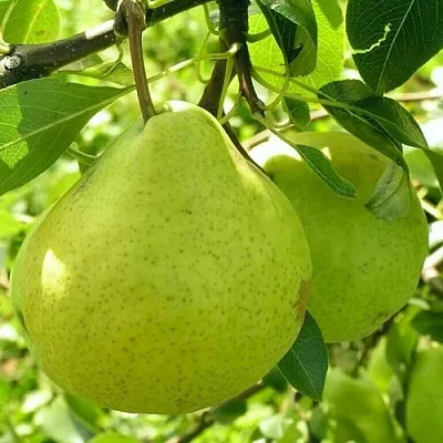 Груша ДАЛИКОР колонновидная в Новосибирске