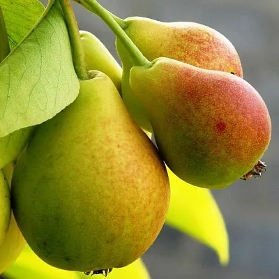 Груша  Груша в Новосибирске