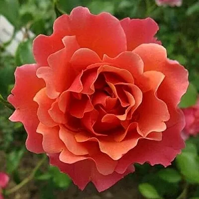 Саженцы роз ЖАН КОКТО флорибунда  Саженцы роз ЖАН КОКТО флорибунда в Новосибирске