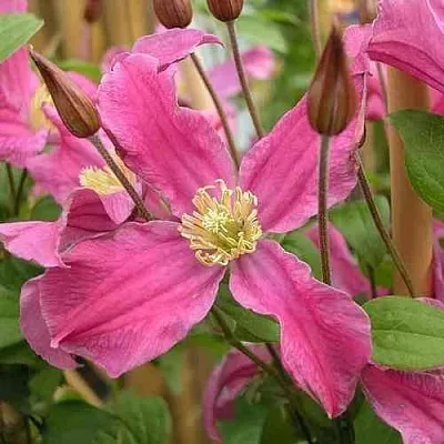 Клематис ИНСПИРЕЙШН ЗОЙН  Клематис ИНСПИРЕЙШН ЗОЙН в Новосибирске