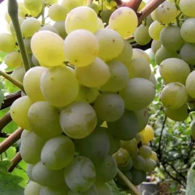 Виноград ТАЛИСМАН в Новосибирске