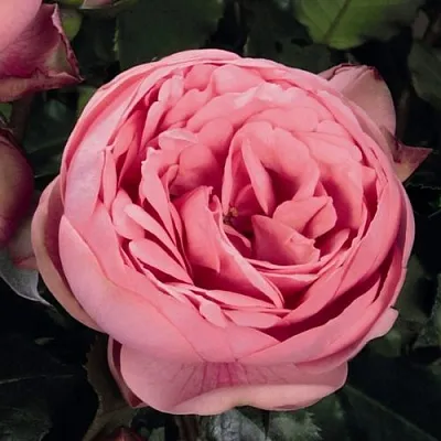 Саженцы роз ХЭППИ ПИАНО чайно-гибридная  Саженцы роз ХЭППИ ПИАНО чайно-гибридная в Новосибирске