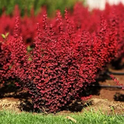 Барбарис ОРАНЖ РОКЕТ тунберга  Барбарис ОРАНЖ РОКЕТ тунберга в Новосибирске