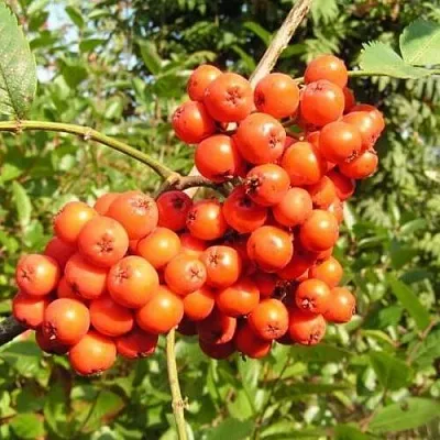 Рябина КОНЦЕНТРА сладкоплодная в Новосибирске