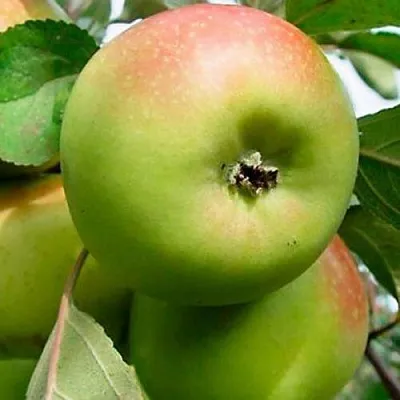 Яблоня БРАТ ЧУДНОГО стелющаяся в Новосибирске