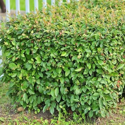 Кизильник блестящий в Новосибирске