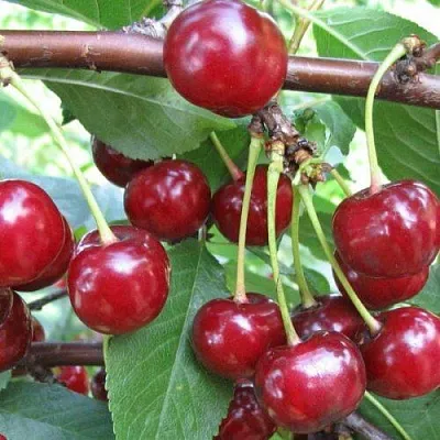 Вишня ТУРГЕНЕВКА в Новосибирске