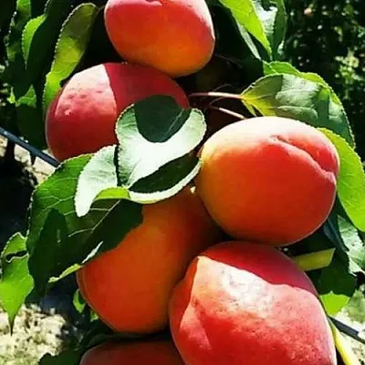 Абрикос ДЖУМБО КОТ  Абрикос ДЖУМБО КОТ в Новосибирске