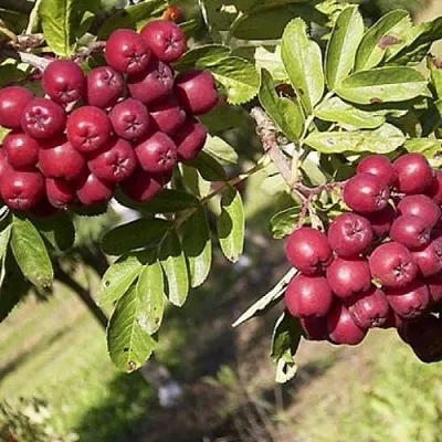 Рябина БУРКА сладкоплодная в Новосибирске