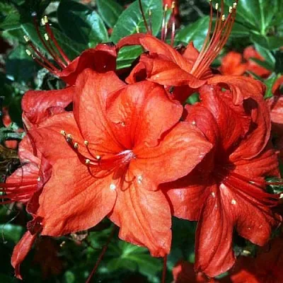 Азалия ДОЛОРОСО листопадная  Азалия ДОЛОРОСО листопадная в Новосибирске