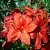 Азалия ДОЛОРОСО листопадная в Новосибирске