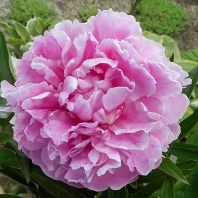 Пион РИМ травянистый  Пион РИМ травянистый в Новосибирске