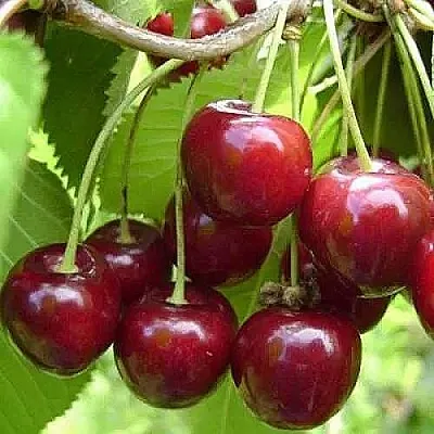 Вишня ХАРИТОНОВСКАЯ в Новосибирске