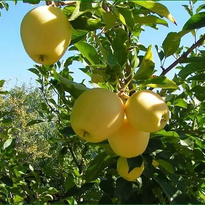 Яблоня ГОЛДЕН МИЛЛЕНИУМ  Яблоня ГОЛДЕН МИЛЛЕНИУМ в Новосибирске