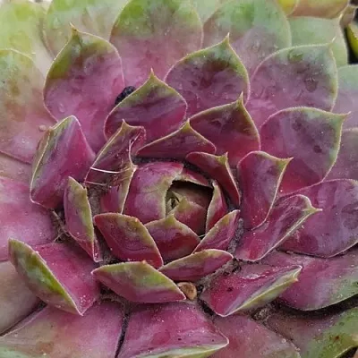 Молодило УФО в Новосибирске