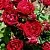 Саженцы роз ТАМАНГО спрей в Новосибирске