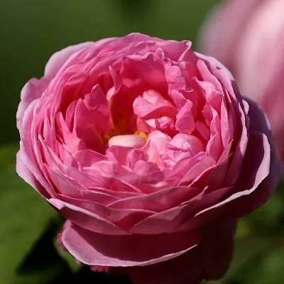 Саженцы роз ПИНК ЭКСПРЕШН флорибунда  Саженцы роз ПИНК ЭКСПРЕШН флорибунда в Новосибирске