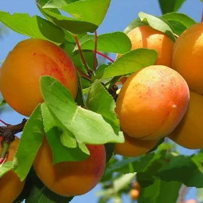 Абрикос КИЕВСКИЙ РАННИЙ  Абрикос КИЕВСКИЙ РАННИЙ в Новосибирске