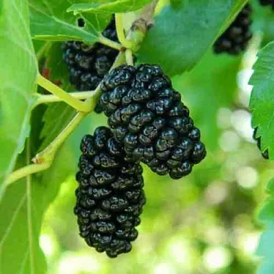 Шелковица  Шелковица в Новосибирске