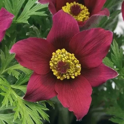 Прострел ПИНВИЛ РЕД ШЕЙДЕС в Новосибирске