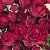 Саженцы роз РЕД БАБЛС спрей в Новосибирске