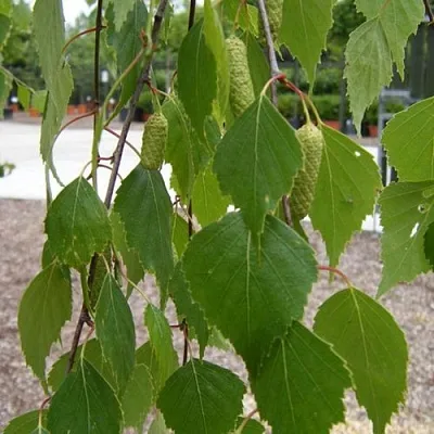 Береза ФАСЦИНЕЙШЕН белая  в Новосибирске
