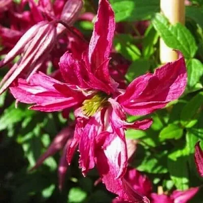 Клематис РОЗАЛИН  Клематис РОЗАЛИН в Новосибирске